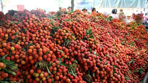 Hơn 200.000 tấn vải thiều Bắc Giang đã được tiêu thụ