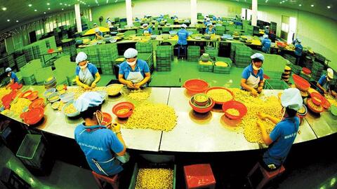 Nghịch lý ngành điều: Cửa mở càng rộng, cơ hội càng hẹp