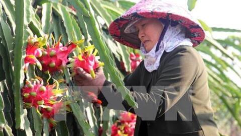 Chất lượng và thương hiệu quyết định nông sản Việt vươn ra thế giới