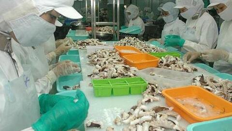 Xuất khẩu mực, bạch tuộc chuyển hướng sang Thái Lan, cạnh tranh với Trung Quốc