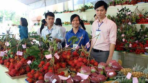 Liên kết giữa doanh nghiệp và nhà nông còn yếu, xuất khẩu trái cây vẫn loay hoay