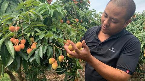 Thủ tướng đồng ý cho 300 thương nhân Trung Quốc sang mua vải thiều Lục Ngạn