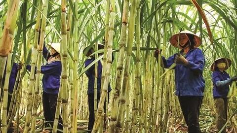 Thủ tướng Nguyễn Xuân Phúc trả lời cụ thể từng kiến nghị về giải pháp khẩn cấp gỡ khó cho ngành mía đường