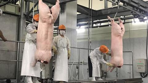 CP Việt Nam: Có hiểu nhầm, CP không tăng giá heo pha lóc mà còn giảm giá heo mảnh