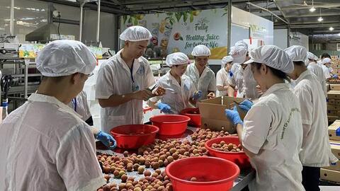 Vải thiều Việt Nam vừa đến Nhật Bản đã được mua sạch