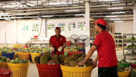 Tăng sức cạnh tranh cho nông sản mùa vụ