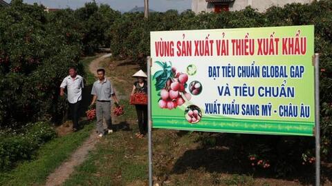 Sáng tạo trong xúc tiến thương mại đem lại giá trị lớn cho thương hiệu vải thiều Bắc Giang