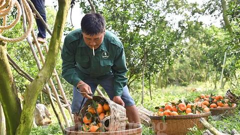 Quýt hồng Lai Vung vào mùa Tết