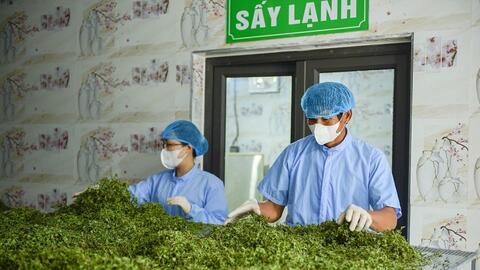 Từ cây “cứu đói” đến sản phẩm OCOP bạc tỷ