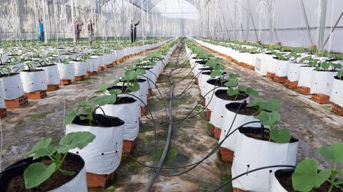 Công nghệ IoT, AI tạo đột phá cho nông nghiệp Vĩnh Long