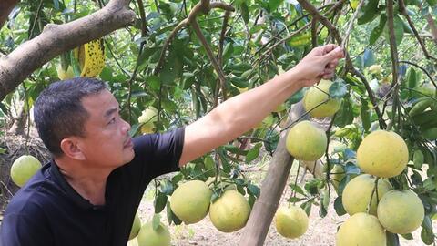 Thực hiện Chương trình OCOP ở Hà Nội: Phát triển sản phẩm từ các vùng chuyên canh