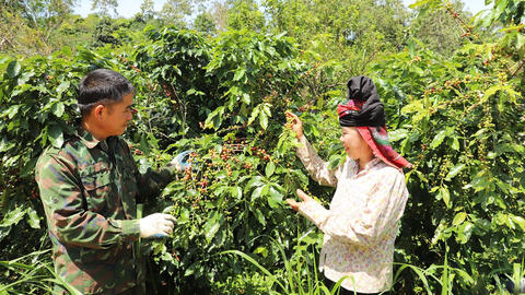 Mai Sơn trên hành trình nông thôn mới: HTX làm nòng cốt, OCOP làm động lực