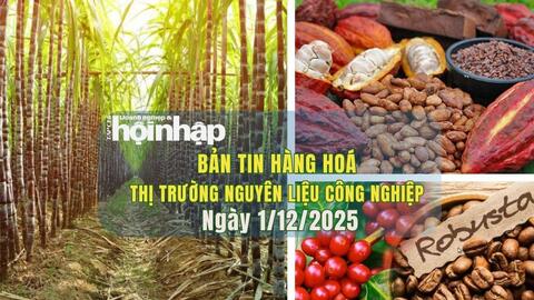 Thị trường nguyên liệu công nghiệp 1/12/2025: Giá ca cao, cà phê và đường đồng loạt tăng