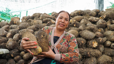 Khoai mỡ trắng Mộng Linh “gia nhập” OCOP