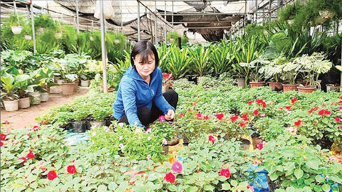 “Vựa” hoa miền bắc ứng dụng công nghệ cao trong sản xuất
