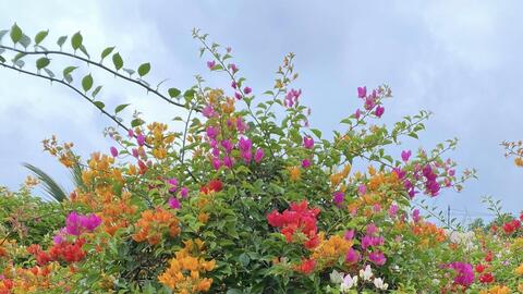 Phát triển thương hiệu nông sản, nâng cao thu nhập cho người dân