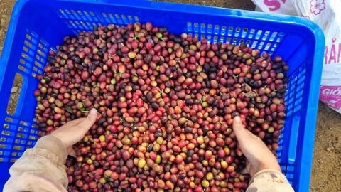 Hành trình trên sàn thương mại điện tử của thương hiệu cà phê Việt