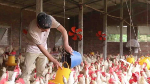 Hà Nội ứng dụng công nghệ cao trong chăn nuôi