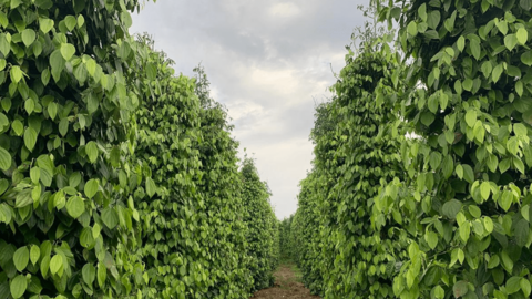 Xuất xứ hàng hóa: Nền tảng nâng sức cạnh tranh hàng Việt