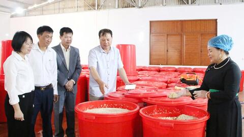 Xây dựng thương hiệu OCOP từ bản sắc vùng cao