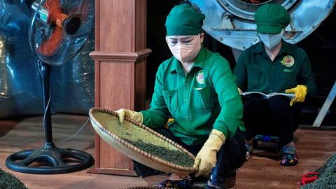 Ủ thương hiệu từ đồi chè Tân Cương