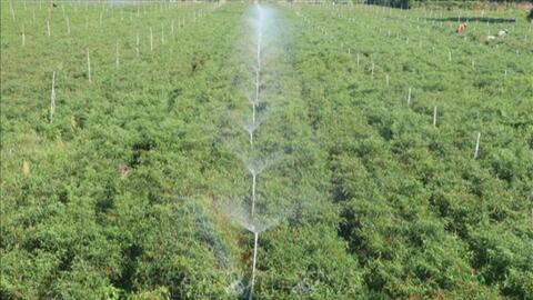 Nhiều “rào cản” khiến công nghệ tưới tiêu tiên tiến khó nhân rộng