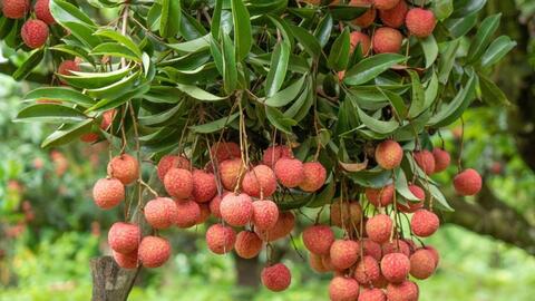 Bảo hộ sở hữu trí tuệ góp phần nâng sức cạnh tranh cho nông sản