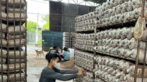 Hoàn thiện quản lý sở hữu trí tuệ cho sản phẩm địa phương