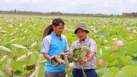 Khẳng định vị thế thương hiệu sen Đồng Tháp