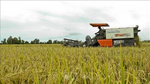 Chuỗi liên kết 'xanh' mở đường cho thương hiệu gạo Việt