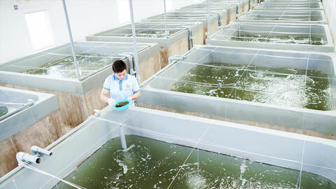 Doanh nghiệp ngành tôm chủ động thích ứng với biến động quốc tế