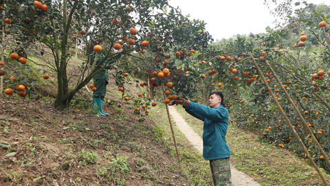 Khoa học, công nghệ - Động lực cho sản xuất ở vùng cao