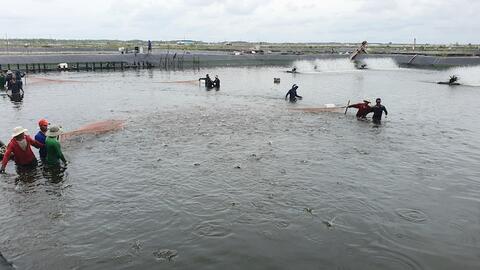 Thủy sản thiệt hại nặng vì chương trình giám sát dư lượng ‘chưa đầy đủ’