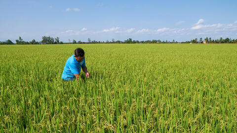 Gạo BL9 kỳ vọng thương hiệu gạo ngon
