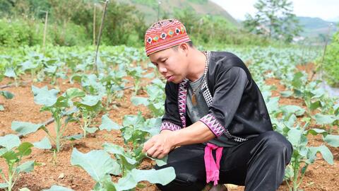 Phát triển hợp tác xã vùng đồng bào dân tộc thiểu số