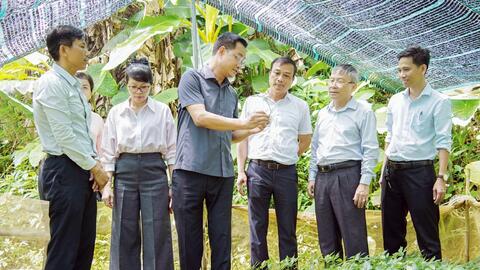 Sâm Ngọc Linh mở hướng sinh kế bền vững cho người dân miền núi