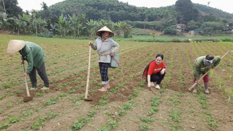 Xây dựng vùng nguyên liệu phát triển bền vững sản phẩm OCOP