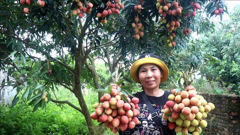 Mùa vải 2026: Chú trọng chất lượng, thương hiệu và giá trị gia tăng