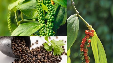 Tiềm năng phát triển thị trường cây hồ tiêu: Cơ hội bứt phá giai đoạn mới