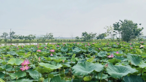 Kỳ vọng phát triển sản phẩm OCOP từ cây sen