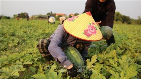 Lào Cai phát triển OCOP xanh, đưa đặc sản vùng cao lên nền tảng số