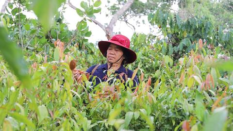 Chương trình OCOP, động lực phát triển kinh tế nông thôn bền vững