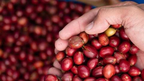 Giá cà phê giảm nhẹ, thị trường chờ tín hiệu mới từ sàn quốc tế