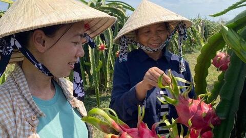 HTX giữ thương hiệu thanh long Hàm Thuận Nam bằng sở hữu trí tuệ và dữ liệu số