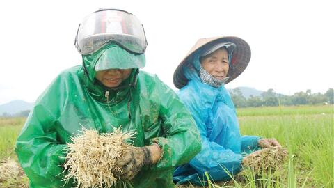 Định vị lại thương hiệu kiệu sẻ Hương Chữ