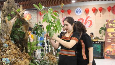 Mở lối cho sâm Ngọc Linh vươn xa