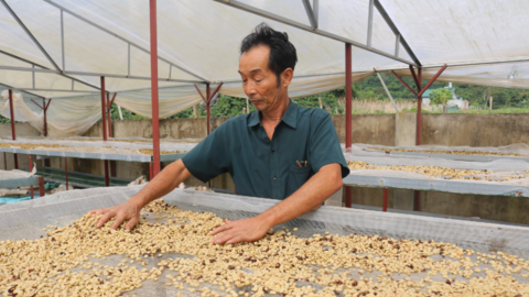 Từ truy xuất nguồn gốc đến bảo hộ tài sản trí tuệ: "Vé thông hành" cho nông sản xuất khẩu