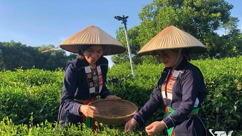 Khe Cốc viết tiếp câu chuyện thương hiệu trà