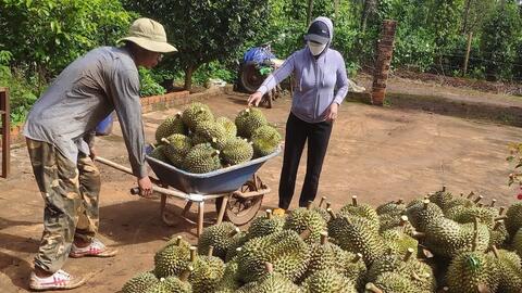 Mã số vùng trồng và sở hữu trí tuệ: ‘Bức tường thép’ bảo vệ sầu riêng Đắk Lắk