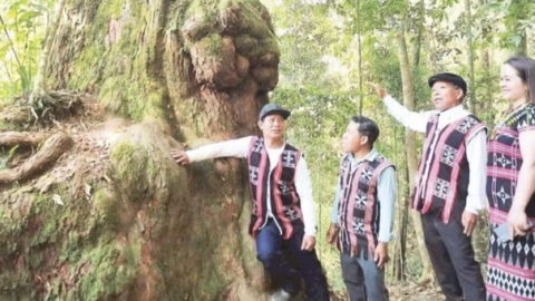 Phát triển kinh tế dưới những tán rừng
